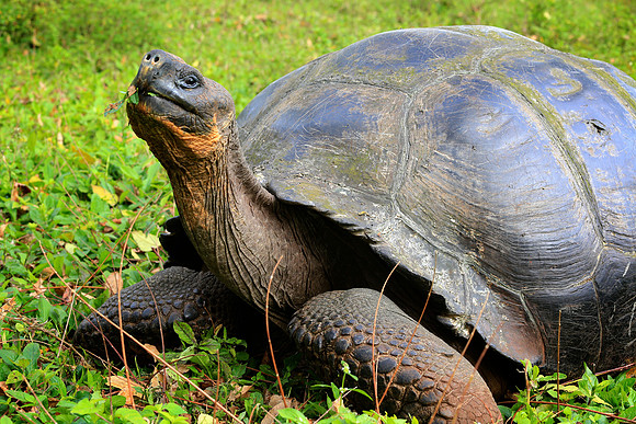 Galápagos giant tortoise (Chelonoidis nigra)