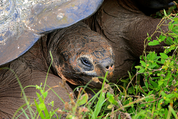 Galápagos giant tortoise (Chelonoidis nigra)