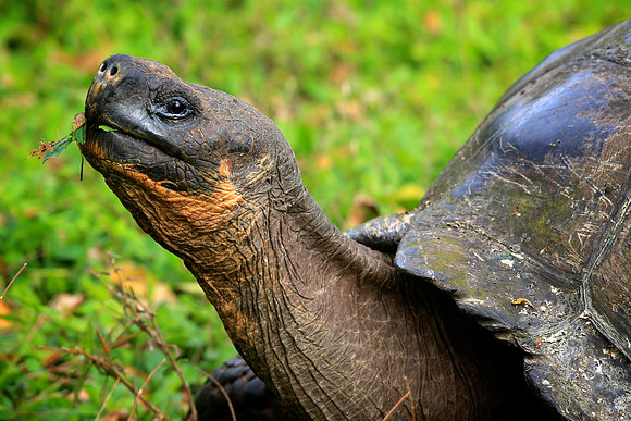 Galápagos giant tortoise (Chelonoidis nigra)