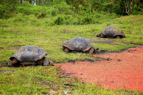 Galápagos giant tortoise (Chelonoidis nigra)