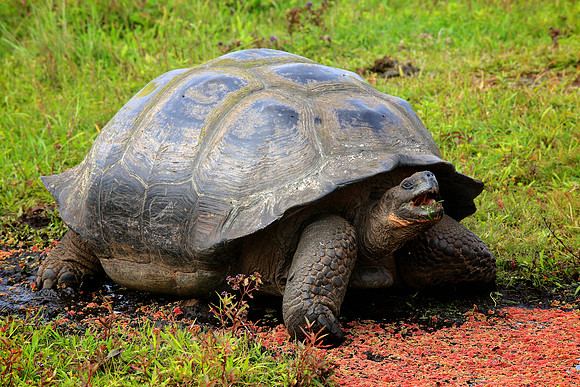 Galápagos giant tortoise (Chelonoidis nigra)