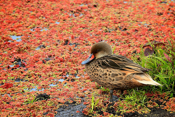 Galapagos Pintail Duck (Anas bahamensis galapagensis)