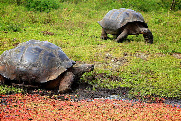 Galápagos giant tortoise (Chelonoidis nigra)