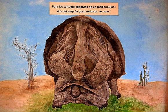 Galápagos giant tortoise (Chelonoidis nigra)