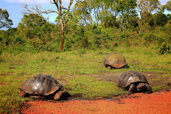 Galápagos giant tortoise (Chelonoidis nigra)