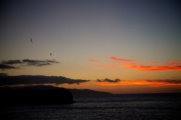 Magnificent Frigatebird (Fregata magnificens)