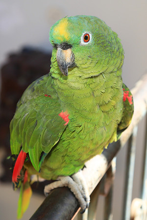 Yellow-naped Amazon (Amazona auropalliata)