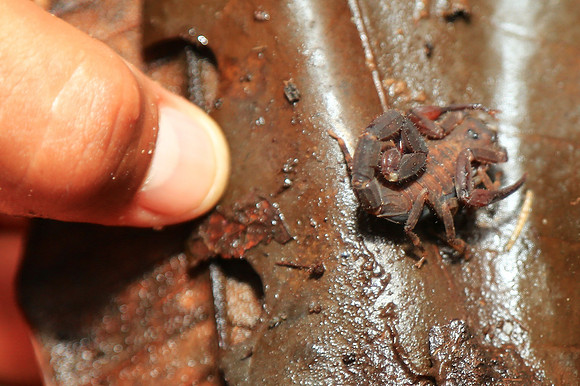 Napo River, Amazon, Ecuador