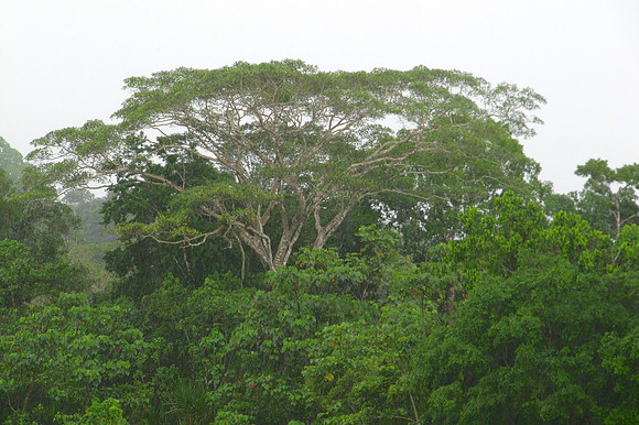 Napo River, Amazon, Ecuador