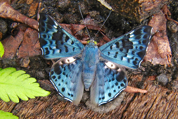 Napo River, Amazon, Ecuador