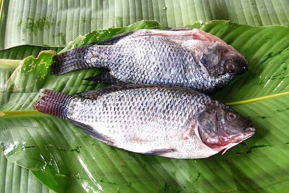 Napo River, Amazon, Ecuador