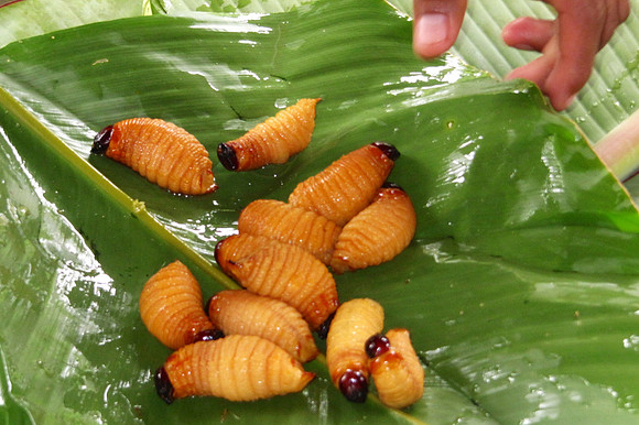 Napo River, Amazon, Ecuador