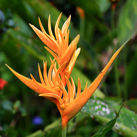 Fireflash (Heliconia densiflora)