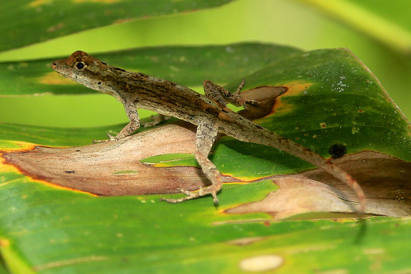 Napo River, Amazon, Ecuador