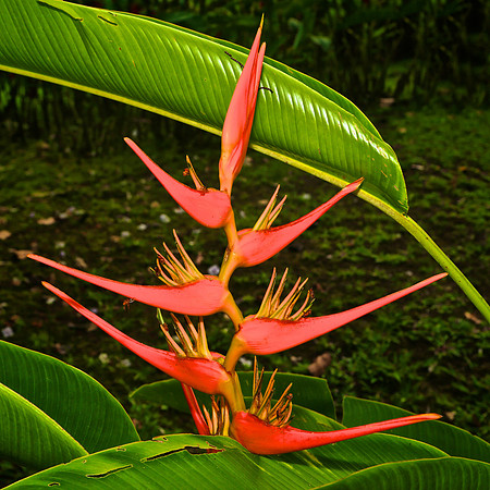 Golden Torch Sunshine (Heliconia psittacorum)