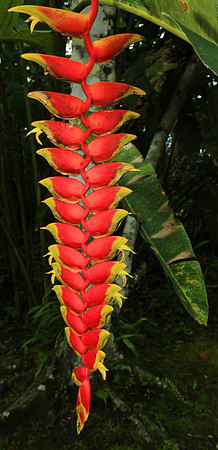 Hanging Lobster Claw (Heliconia rostrata)