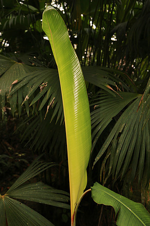 Napo River, Amazon, Ecuador