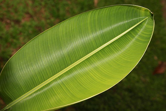 Napo River, Amazon, Ecuador