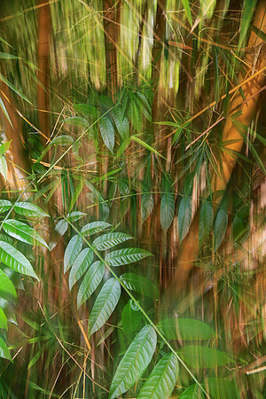 Napo River, Amazon, Ecuador