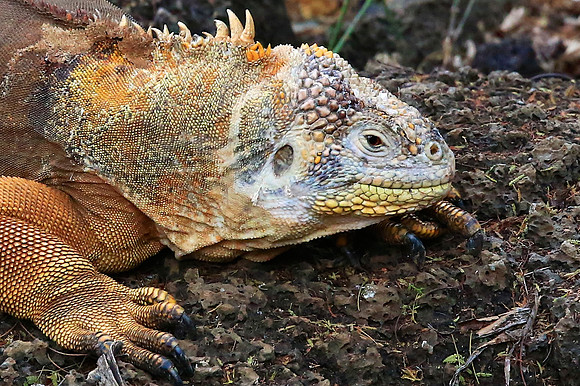 Galapagos Land Iguanas (Conolophus subcristatus)