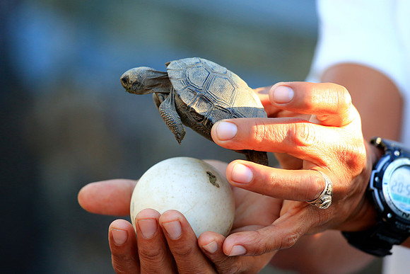 Galápagos giant tortoise (Chelonoidis nigra)