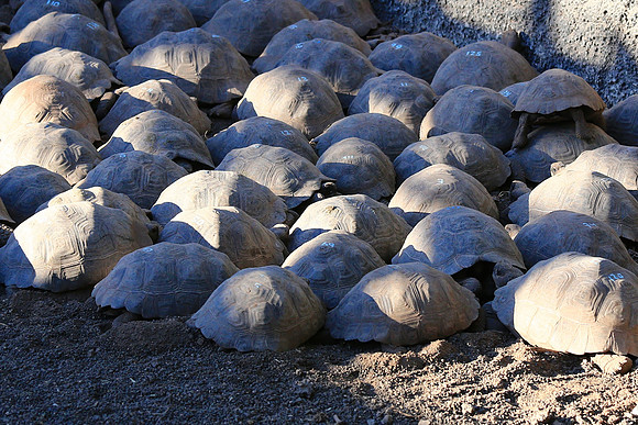 Galápagos giant tortoise (Chelonoidis nigra)