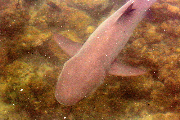 Whitetip reef shark (Triaenodon obesus)