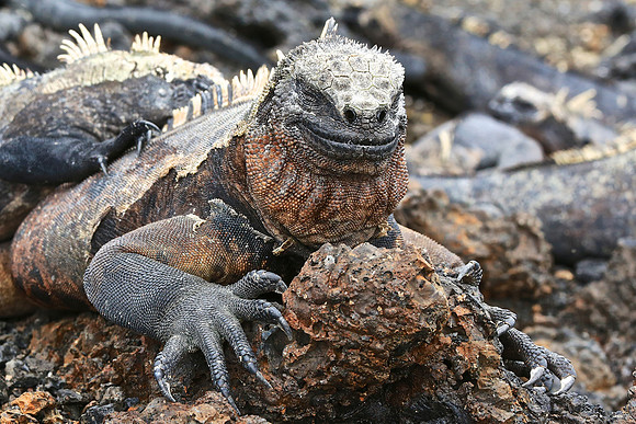 Marine iguana (Amblyrhynchus cristatus)