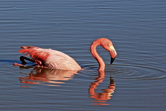 Greater Flamingo (Phoenicopterus ruber)
