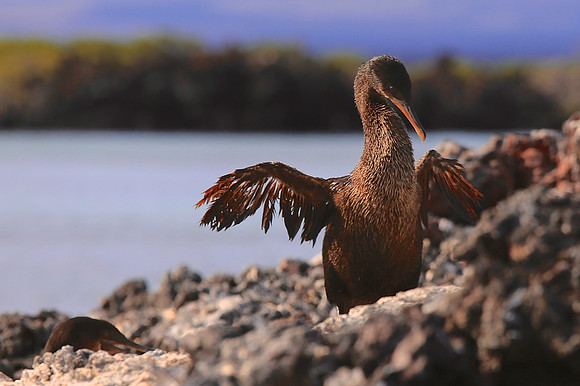 Flightless Cormorant (Phalacrocorax harrisi)