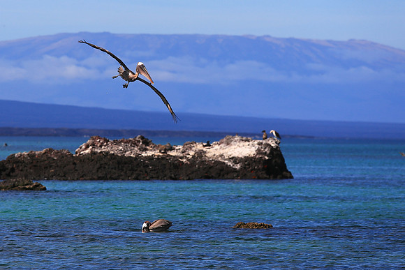 Brown Pelican (Pelecanus occidentalis)