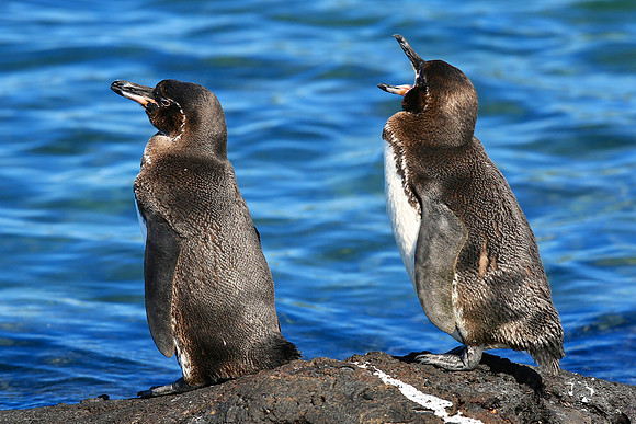 Galapagos Penguin (Spheniscus mendiculus)