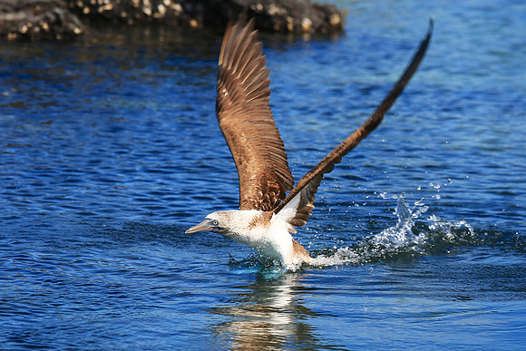 Blue-footed Booby (Sula nebouxii)
