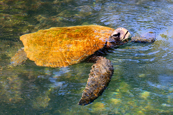 Galápagos green turtle (Chelonia mydas agassisi)