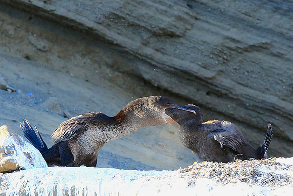 Flightless Cormorant (Phalacrocorax harrisi)