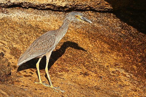 Yellow-crowned Night Heron (Nyctanassa violacea)