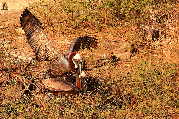 Brown Pelican (Pelecanus occidentalis)