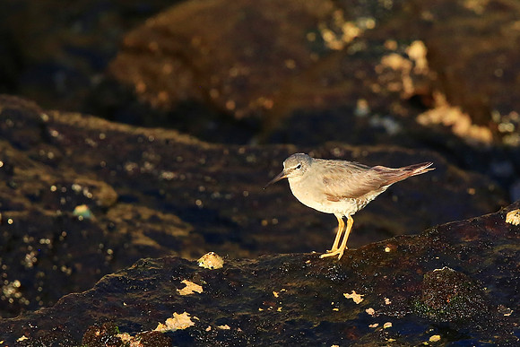 Spotted Sandpiper (Actitis macularius)