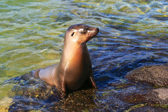 Galápagos sea lion (Zalophus wollebaeki)