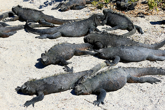 Marine iguana (Amblyrhynchus cristatus)
