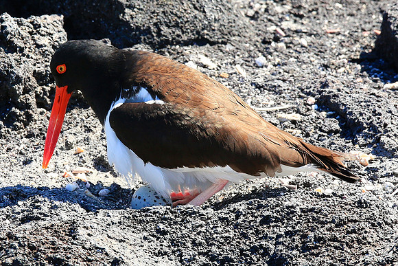 American Oystercatcher(Haematopus palliatus)