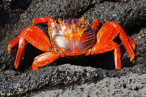 Sally Lightfoot Crab (Grapsus grapsus)