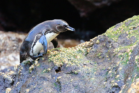 Galapagos Penguin (Spheniscus mendiculus)