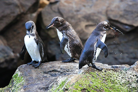Galapagos Penguin (Spheniscus mendiculus)
