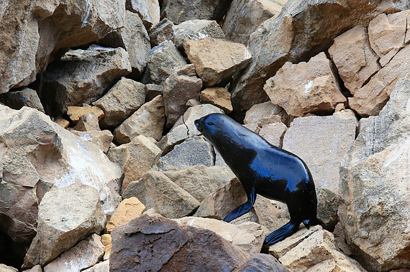 Galápagos sea lion (Zalophus wollebaeki)