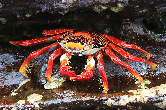 Sally Lightfoot Crab (Grapsus grapsus)