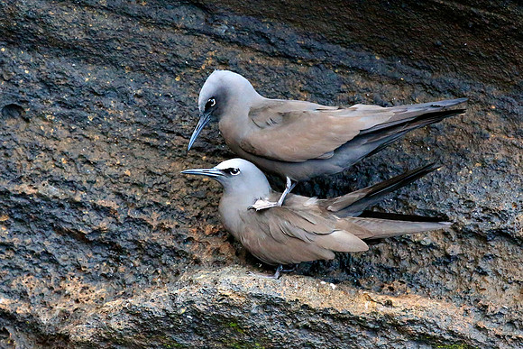 Brown noddy (Anous stolidus)