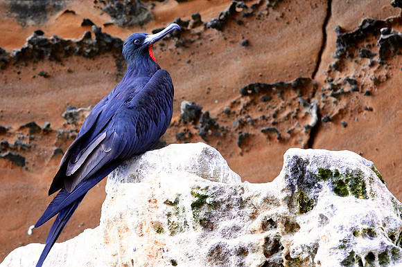Magnificent Frigatebird (Fregata magnificens)