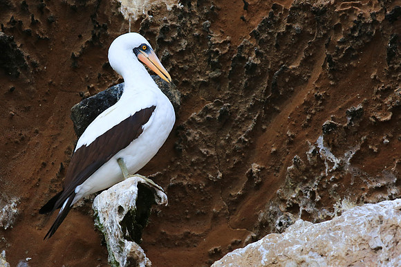 Nazca booby (masked booby) - Sula granti