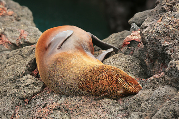 Galápagos sea lion (Zalophus wollebaeki)